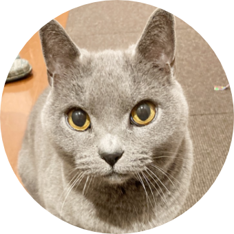 キャットシッティング