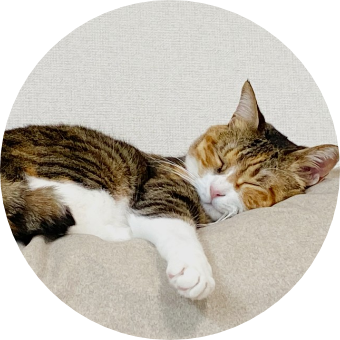 キャットカウンセリング