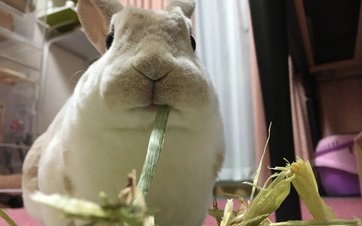 ごはん・お水・おやつ